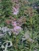 Filipendula rubra Venusta