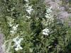Filipendula ulmaria Plena