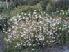 Gaura Lindheimeri