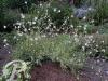 Gaura lindheimeri Corrie s Gold