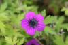 Geranium Ann Folkard