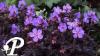 Geranium Black Beauty R