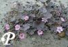 Geranium Bronze Charm