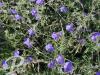 Geranium Brookside