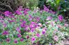 Geranium Cinereum Purple Pillow