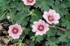 Geranium Cinereum Rothbury Gem
