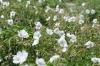 Geranium Clarker Kashmir Green