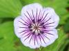 Geranium Crystal Lake