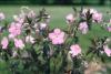Geranium Elisabeth Ann