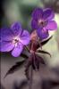 Geranium Hocus Pocus