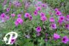 Geranium Iwan