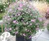 Geranium Luscious Linda