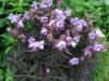 Geranium Midnight Reiter