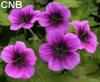 Geranium Perfect Storm