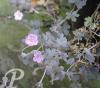 Geranium Pink Spice protege