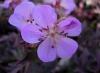 Geranium Pratense Black Beauty