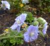Geranium Pratense Summer Skies