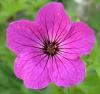 Geranium Red Admiral