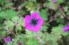 Geranium Sandrine