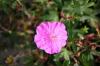 Geranium Sanguineum Ankums Pride