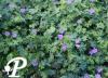 Geranium Tiny Moonster