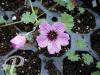 Geranium cinereum Ballerina