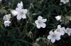 Geranium clarkei Kashmir White