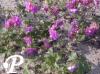 Geranium himalayense Birch Double