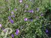 Geranium hybride Spinners