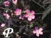 Geranium maculatum Espresso