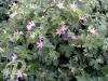 Geranium oxonianum Sherwood
