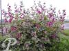 Geranium phaeum Samobor