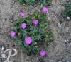 Geranium sanguineum Ankum s Pride