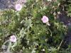 Geranium sanguineum var Striatum