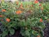 Geum Karlskaer