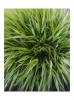 Hackoechloa macra