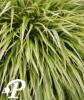 Hackoechloa macra Albostriata