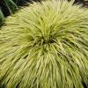 Hackoechloa macra Aureola