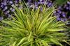 Hakonechloa Macrophyllum Stripe It Rich