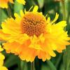 Helenium Double Trouble