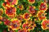 Helenium Feuersiegel