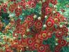 Helenium Flammendes Katchen