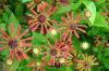 Helenium Loysder Wieck