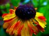Helenium Mardi Gras