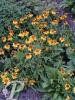 Helenium The Bishop