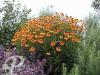 Helenium Wyndely