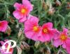 Helianthemum Ben Hope