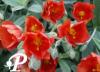 Helianthemum Henfield Brillant