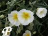 Helianthemum The Bride