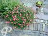 Helianthemum hybride Ben Hope